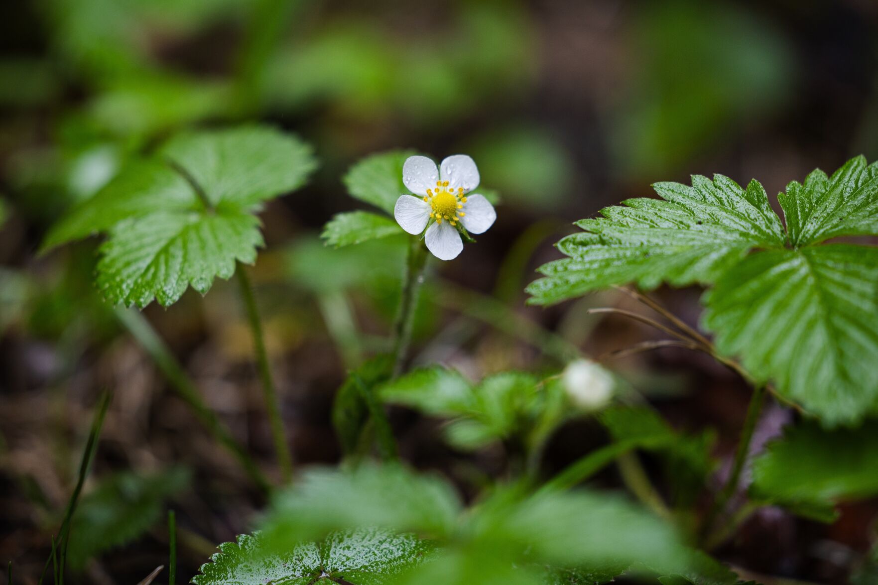 WildStrawberries